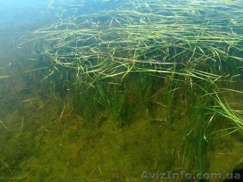 Экологически чистый, природный утеплитель - <ro>Изображение</ro><ru>Изображение</ru> #3, <ru>Объявление</ru> #540201