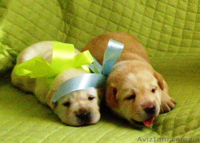 Щенки Лабрадора метро Харьковская ул.Бажана - <ro>Изображение</ro><ru>Изображение</ru> #4, <ru>Объявление</ru> #548880