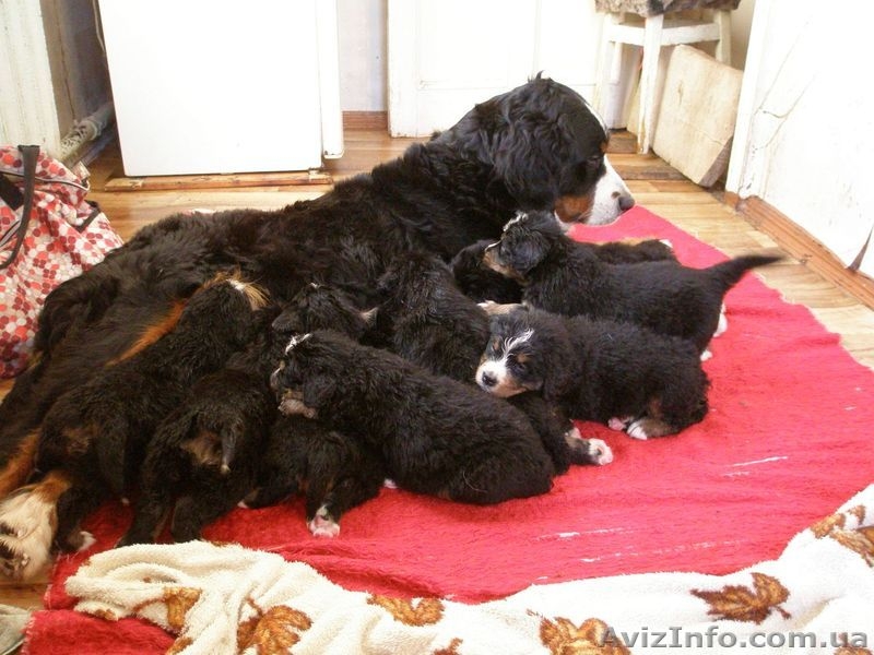 Продаются щенки бернского зенненхунда (бернская овчарка) - <ro>Изображение</ro><ru>Изображение</ru> #1, <ru>Объявление</ru> #536629