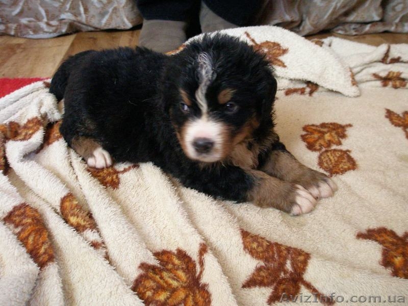 Продаются щенки бернского зенненхунда (бернская овчарка) - <ro>Изображение</ro><ru>Изображение</ru> #2, <ru>Объявление</ru> #536629