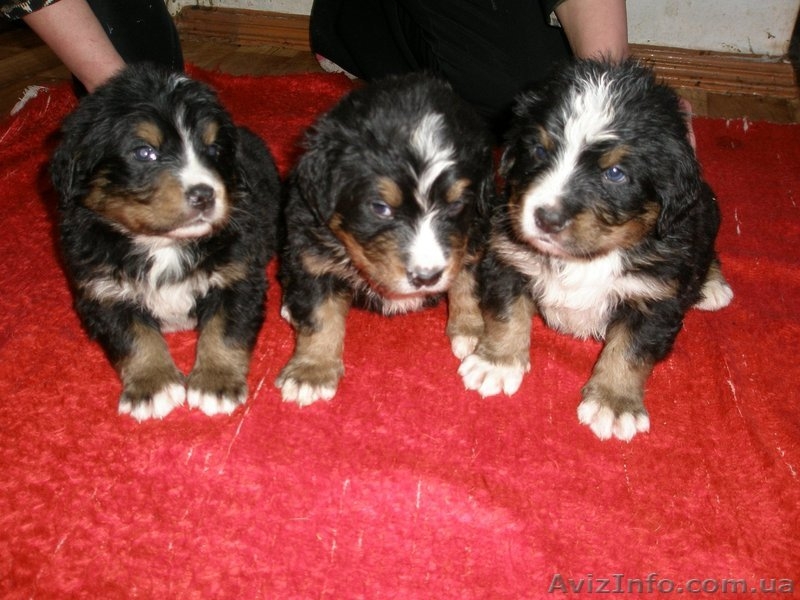 Продаются щенки бернского зенненхунда (бернская овчарка) - <ro>Изображение</ro><ru>Изображение</ru> #3, <ru>Объявление</ru> #536629