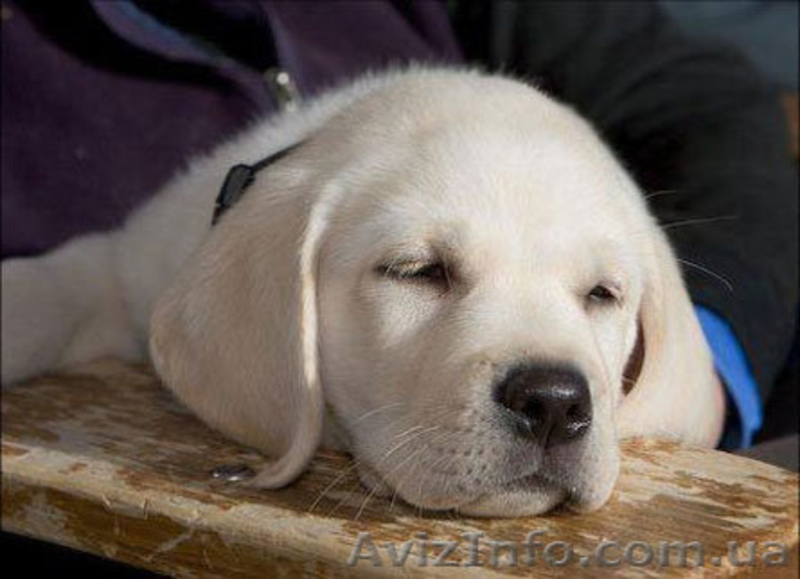 лабрадор ретривер щенки 1 мес палевого окраса - <ro>Изображение</ro><ru>Изображение</ru> #1, <ru>Объявление</ru> #548890