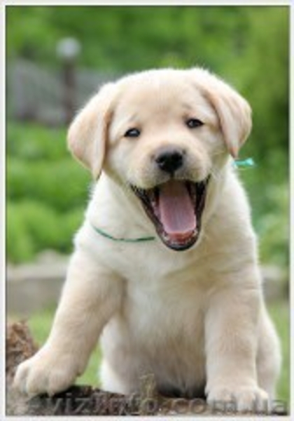 лабрадор ретривер щенки 1 мес палевого окраса - <ro>Изображение</ro><ru>Изображение</ru> #4, <ru>Объявление</ru> #548890