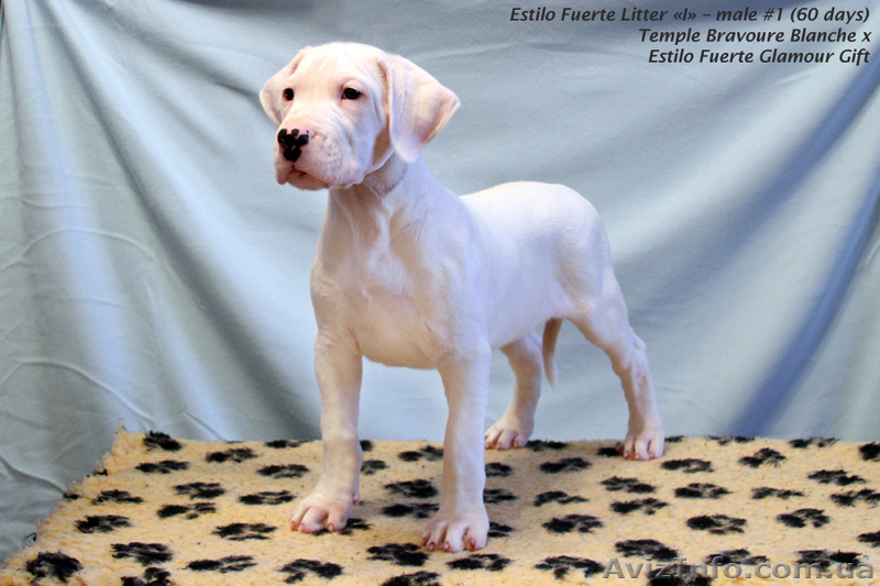 Роскошные щенки аргентинского дога - <ro>Изображение</ro><ru>Изображение</ru> #1, <ru>Объявление</ru> #546547