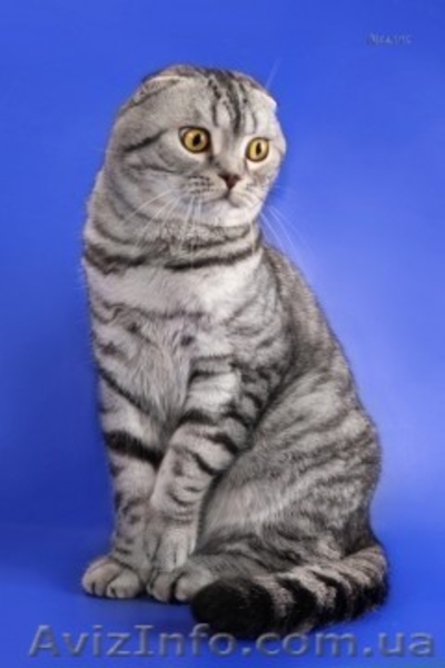 Перспективная кошечка эксклюзивного окраса - <ro>Изображение</ro><ru>Изображение</ru> #5, <ru>Объявление</ru> #524629