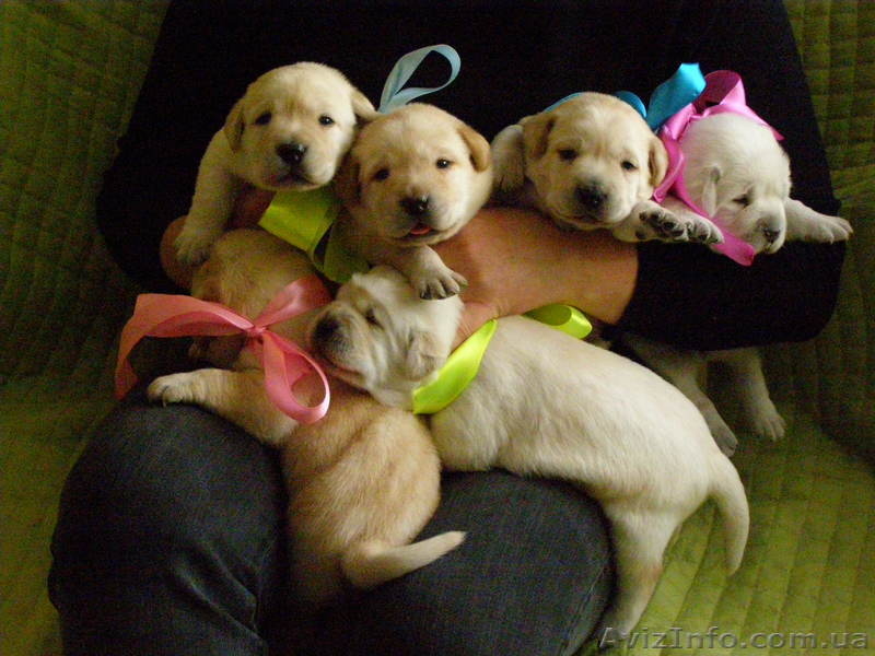 Щенки Лабрадора метро Харьковская ул.Бажана - <ro>Изображение</ro><ru>Изображение</ru> #1, <ru>Объявление</ru> #548880