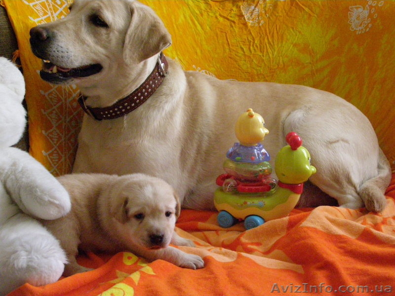 Щенки Лабрадора метро Харьковская ул.Бажана - <ro>Изображение</ro><ru>Изображение</ru> #3, <ru>Объявление</ru> #548880