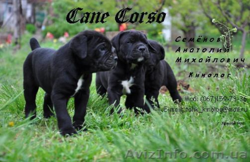 щенки Кане корсо итальяно - <ro>Изображение</ro><ru>Изображение</ru> #1, <ru>Объявление</ru> #528798