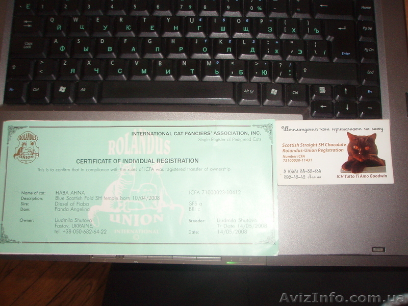 Продам шотландских котят . - <ro>Изображение</ro><ru>Изображение</ru> #5, <ru>Объявление</ru> #544789