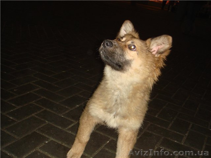 Друг-телохранитель, метис кавказкой овчарки, 3 мес - <ro>Изображение</ro><ru>Изображение</ru> #1, <ru>Объявление</ru> #411196