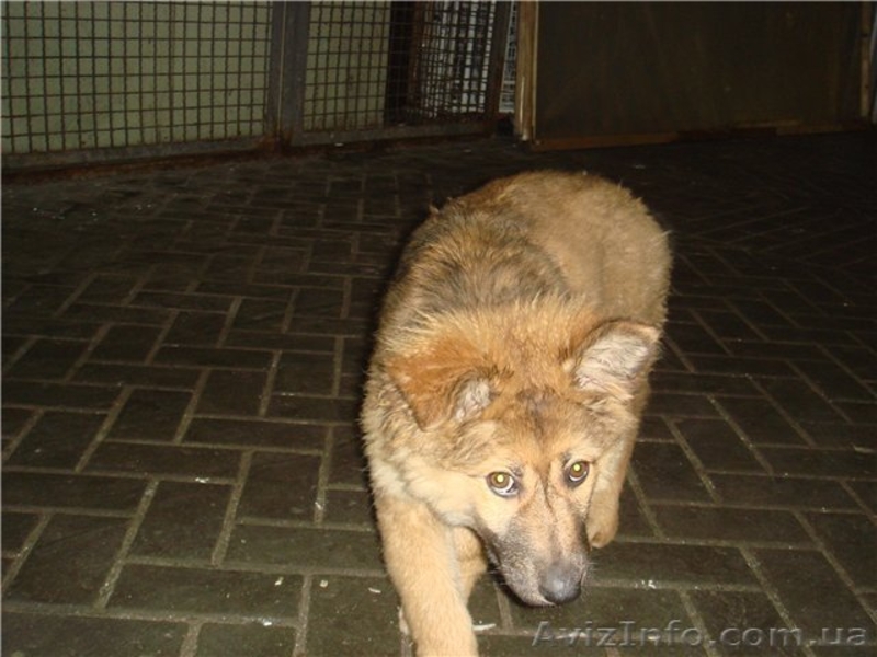 Друг-телохранитель, метис кавказкой овчарки, 3 мес - <ro>Изображение</ro><ru>Изображение</ru> #3, <ru>Объявление</ru> #411196