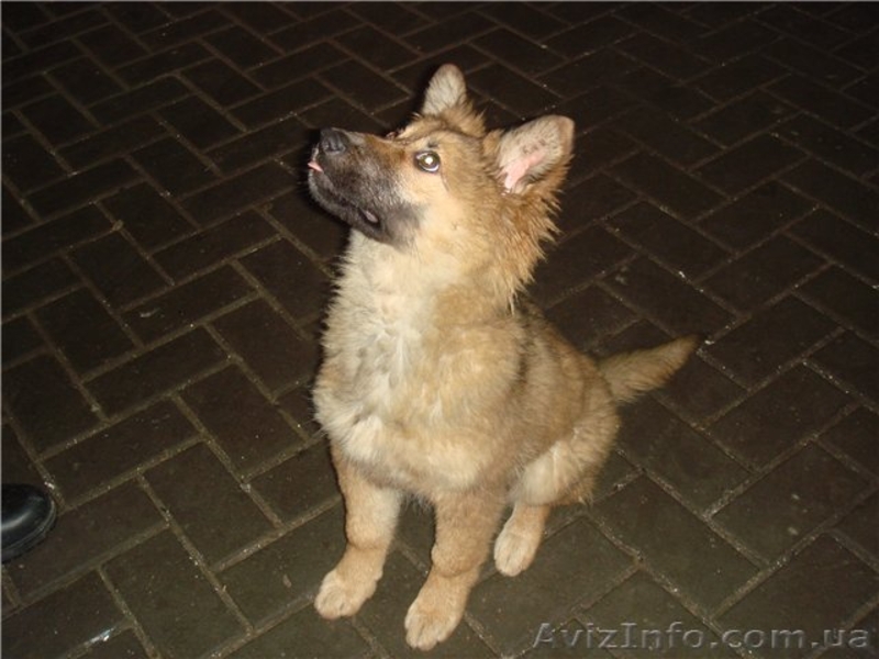 Друг-телохранитель, метис кавказкой овчарки, 3 мес - <ro>Изображение</ro><ru>Изображение</ru> #2, <ru>Объявление</ru> #411196