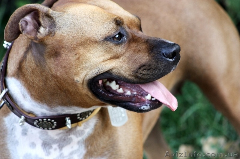 ПРОДАМ ЩЕНКОВ СТАФФОРШИРСКОГО ТЕРЬЕРА - <ro>Изображение</ro><ru>Изображение</ru> #5, <ru>Объявление</ru> #548105