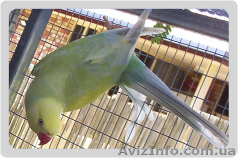 В продаже Ожереловые Белые попугаи, Серые, Голубые, Салатовые, Желтые попугаи - <ro>Изображение</ro><ru>Изображение</ru> #3, <ru>Объявление</ru> #571772