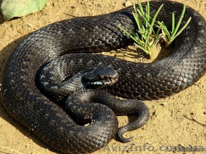 Продажа змей,ужей. СРОЧНО!!! - <ro>Изображение</ro><ru>Изображение</ru> #1, <ru>Объявление</ru> #594213