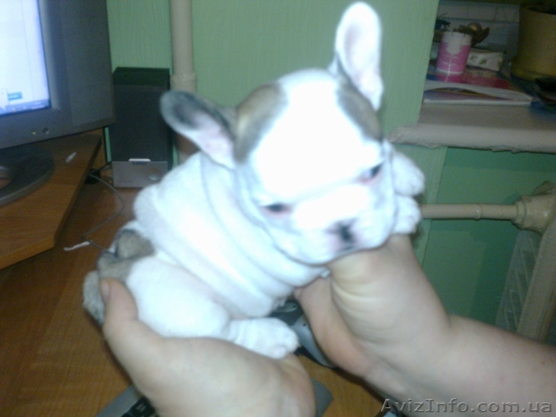  щенков французского бульдога - <ro>Изображение</ro><ru>Изображение</ru> #1, <ru>Объявление</ru> #572368