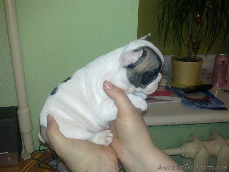  щенков французского бульдога - <ro>Изображение</ro><ru>Изображение</ru> #3, <ru>Объявление</ru> #572368