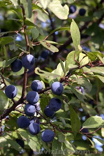 Живые изгороди.Саженцы сосны,берёзы,дуба,клена,липы,ясеня, граба,барбариса,тёрна - <ro>Изображение</ro><ru>Изображение</ru> #5, <ru>Объявление</ru> #604064