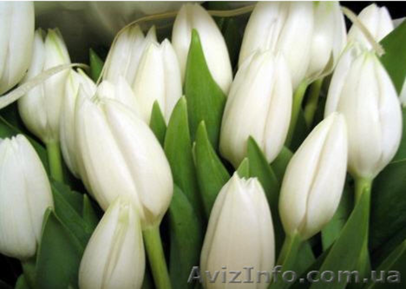 Продам тюльпаны!Куплю тюльпаны!Оптом в Киеве! - <ro>Изображение</ro><ru>Изображение</ru> #3, <ru>Объявление</ru> #560546