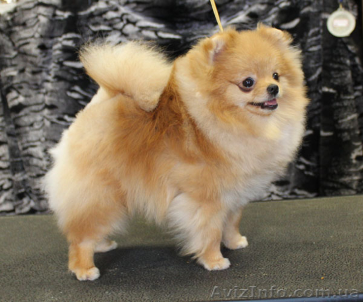 Померанский шпиц !!!! - <ro>Изображение</ro><ru>Изображение</ru> #1, <ru>Объявление</ru> #574176