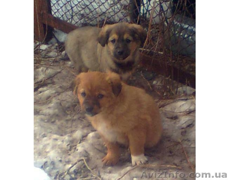 Щеночки в хорошие руки - <ro>Изображение</ro><ru>Изображение</ru> #2, <ru>Объявление</ru> #580939