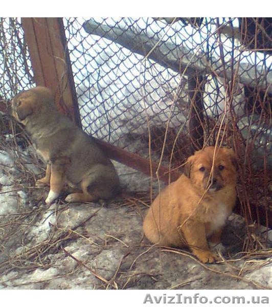 Щеночки в хорошие руки - <ro>Изображение</ro><ru>Изображение</ru> #3, <ru>Объявление</ru> #580939