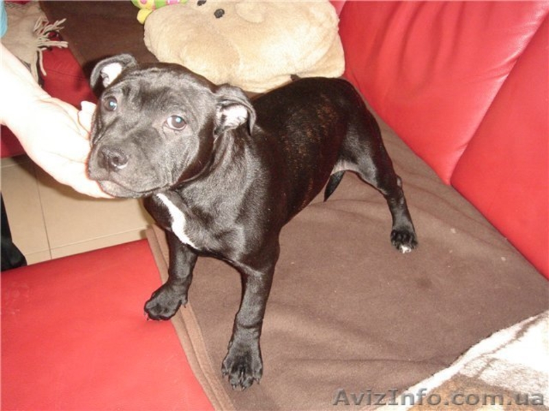 Девочка стаффордширского бультерьера - <ro>Изображение</ro><ru>Изображение</ru> #2, <ru>Объявление</ru> #587227