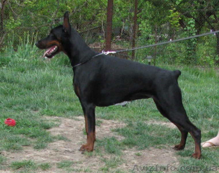 Породные щенки добермана - <ro>Изображение</ro><ru>Изображение</ru> #1, <ru>Объявление</ru> #592306