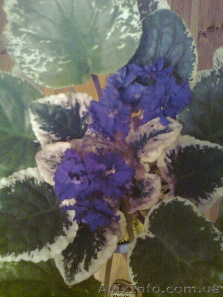  фиалки, излишки коллекции - <ro>Изображение</ro><ru>Изображение</ru> #2, <ru>Объявление</ru> #556180