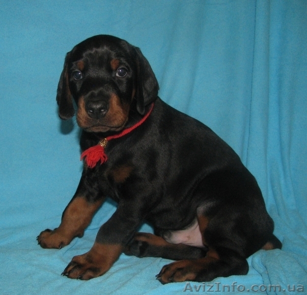 Породные щенки добермана - <ro>Изображение</ro><ru>Изображение</ru> #2, <ru>Объявление</ru> #592306