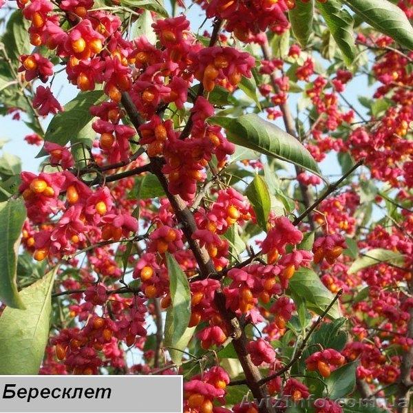 Посадочный материал,семена,черенки,саженцы. - <ro>Изображение</ro><ru>Изображение</ru> #4, <ru>Объявление</ru> #560509