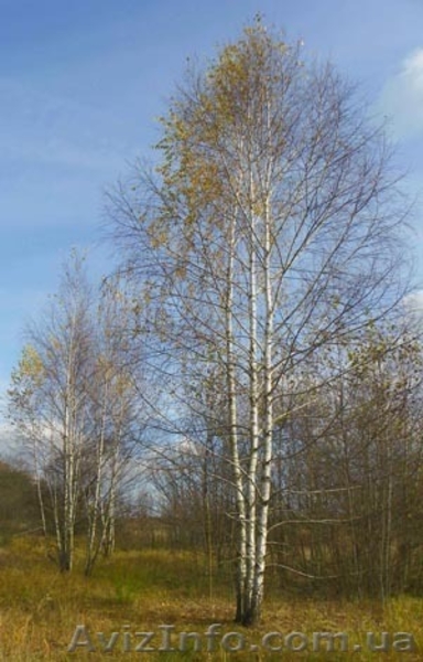 Живые изгороди.Саженцы сосны,берёзы,дуба,клена,липы,ясеня, граба,барбариса,тёрна - <ro>Изображение</ro><ru>Изображение</ru> #6, <ru>Объявление</ru> #604064