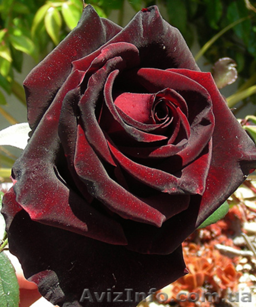 Посадочный материал,семена,черенки,саженцы. - <ro>Изображение</ro><ru>Изображение</ru> #1, <ru>Объявление</ru> #560509