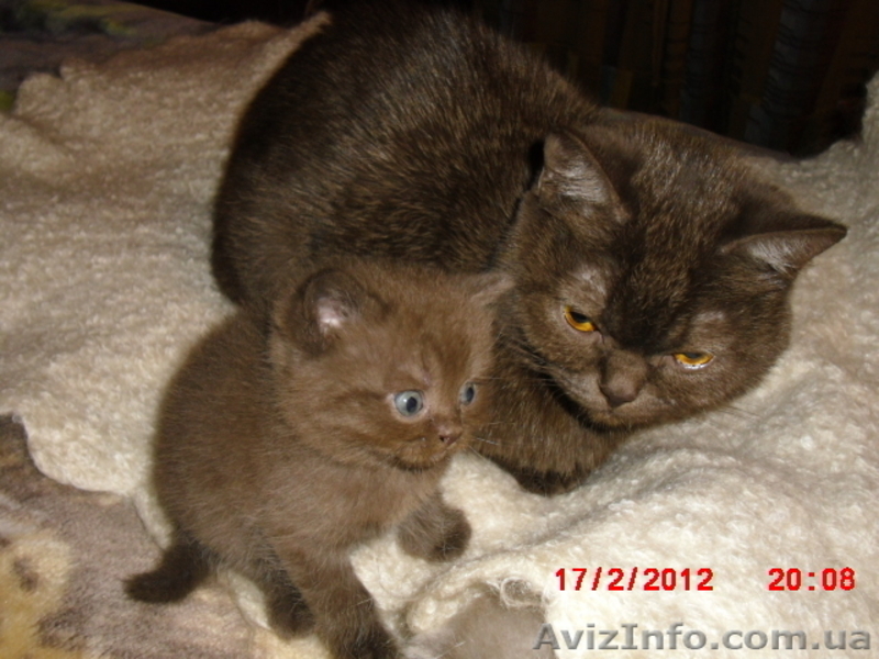 котики-муркотики из шотландии - <ro>Изображение</ro><ru>Изображение</ru> #3, <ru>Объявление</ru> #575899