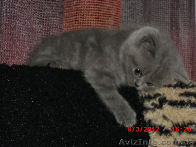 котики-муркотики из шотландии - <ro>Изображение</ro><ru>Изображение</ru> #2, <ru>Объявление</ru> #575899