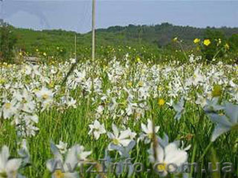 туры в долину нарциссов, туры закарпатье на майские праздники - <ro>Изображение</ro><ru>Изображение</ru> #2, <ru>Объявление</ru> #579456