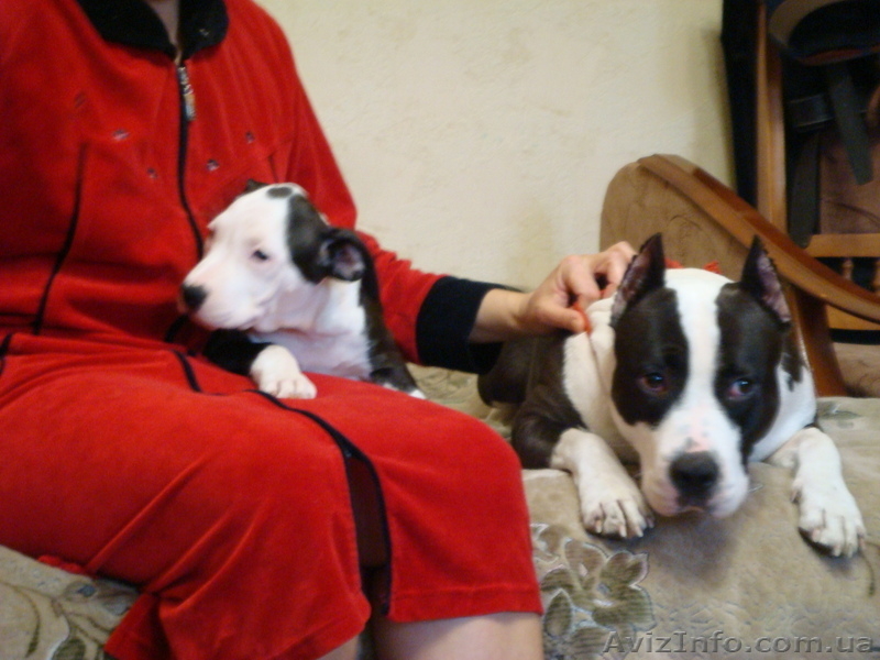 Высокопородные амстафтерьеры от титулованных родителей - <ro>Изображение</ro><ru>Изображение</ru> #1, <ru>Объявление</ru> #603840