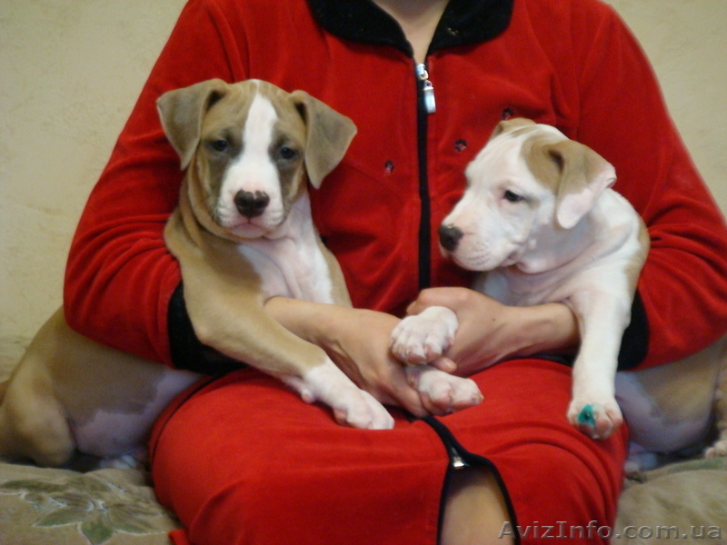 Высокопородные амстафтерьеры от титулованных родителей - <ro>Изображение</ro><ru>Изображение</ru> #3, <ru>Объявление</ru> #603840