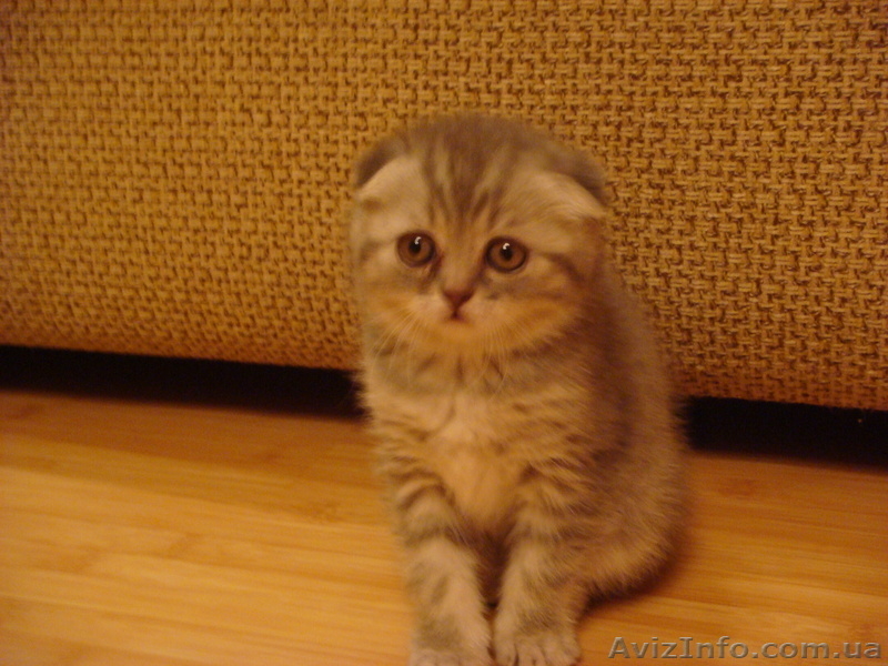 фолды и страйты биколор - <ro>Изображение</ro><ru>Изображение</ru> #1, <ru>Объявление</ru> #575279