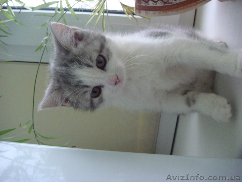 фолды и страйты биколор - <ro>Изображение</ro><ru>Изображение</ru> #2, <ru>Объявление</ru> #575279