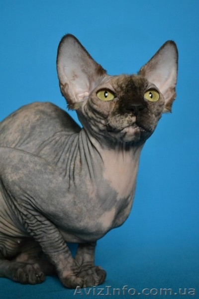 Красавица черепахового окраса из питомника Vip Person. Доставка - <ro>Изображение</ro><ru>Изображение</ru> #2, <ru>Объявление</ru> #576426