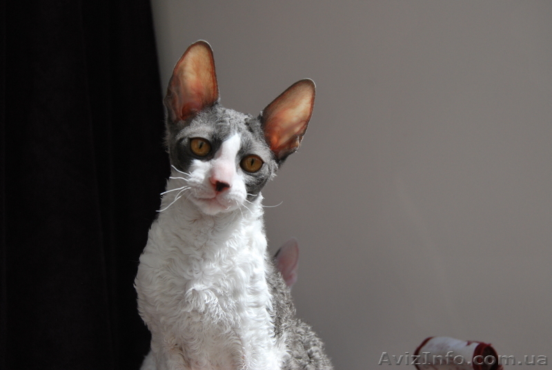 !!! корниш-рекс!!! породистые котята - <ro>Изображение</ro><ru>Изображение</ru> #1, <ru>Объявление</ru> #596076