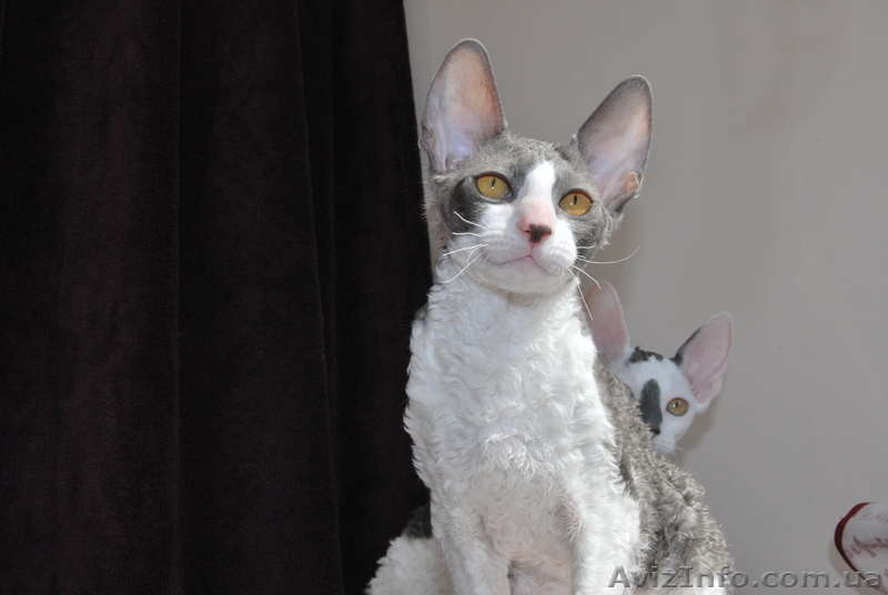 !!! корниш-рекс!!! породистые котята - <ro>Изображение</ro><ru>Изображение</ru> #3, <ru>Объявление</ru> #596076