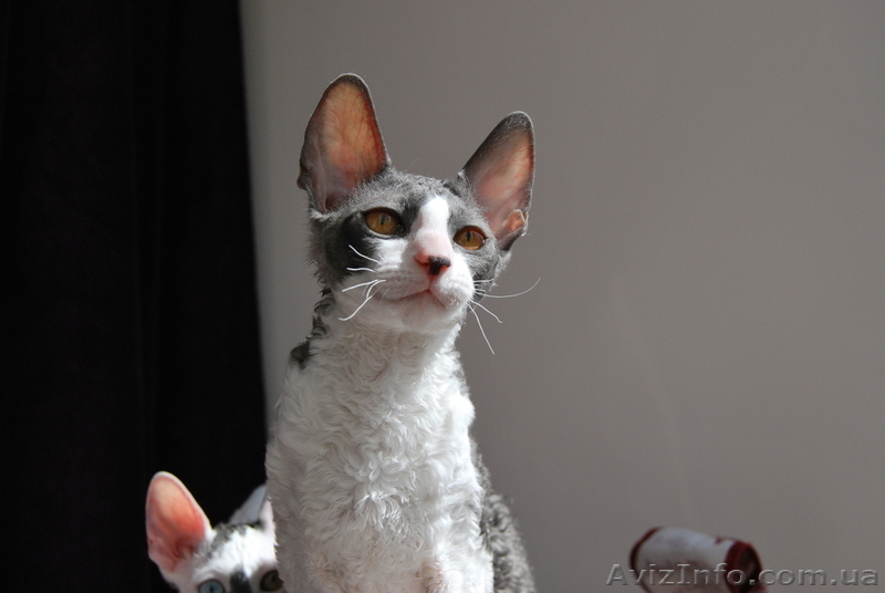 !!! корниш-рекс!!! породистые котята - <ro>Изображение</ro><ru>Изображение</ru> #4, <ru>Объявление</ru> #596076