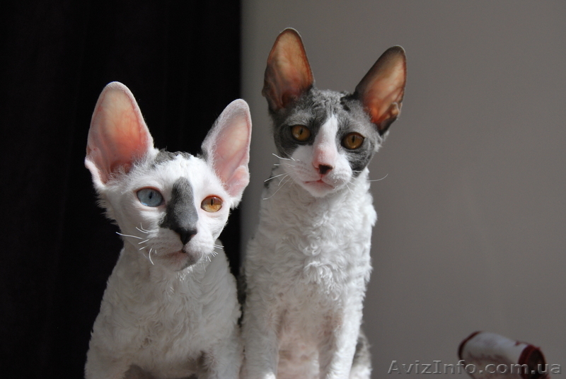 !!! корниш-рекс!!! породистые котята - <ro>Изображение</ro><ru>Изображение</ru> #6, <ru>Объявление</ru> #596076