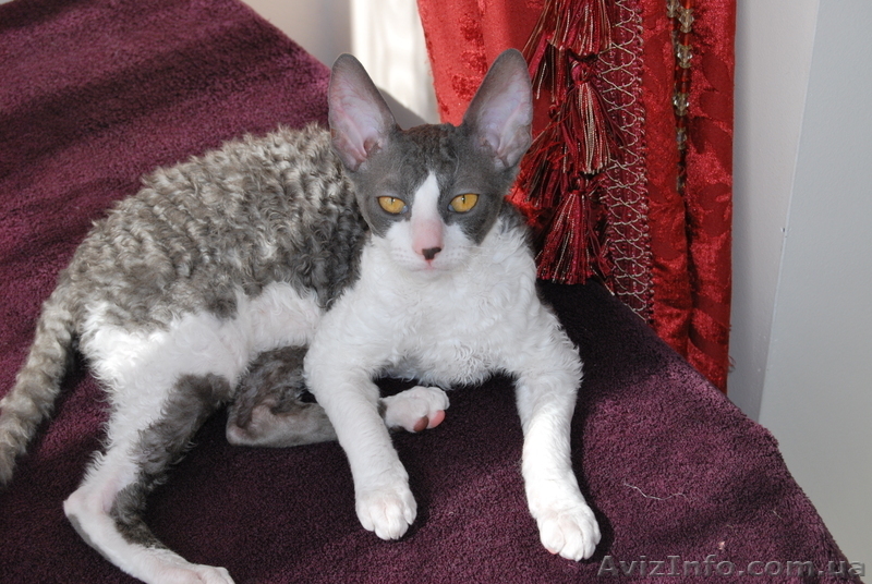 !!! корниш-рекс!!! породистые котята - <ro>Изображение</ro><ru>Изображение</ru> #2, <ru>Объявление</ru> #596076