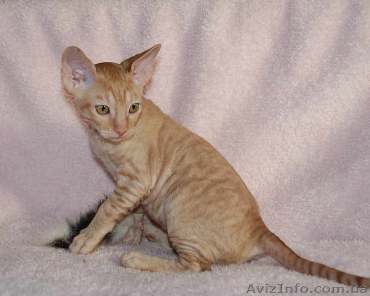 Котята породы корниш рекс, в продаже, Киев - <ro>Изображение</ro><ru>Изображение</ru> #3, <ru>Объявление</ru> #603931