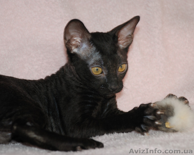 Котята породы корниш рекс, в продаже, Киев - <ro>Изображение</ro><ru>Изображение</ru> #2, <ru>Объявление</ru> #603931