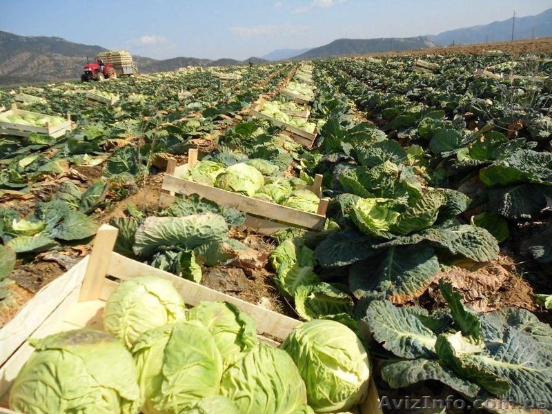 Молодая капуста.2012. Продам. - <ro>Изображение</ro><ru>Изображение</ru> #4, <ru>Объявление</ru> #600375