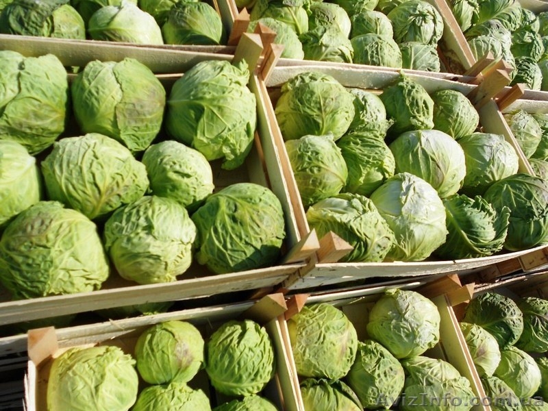 Молодая капуста.2012. Продам. - <ro>Изображение</ro><ru>Изображение</ru> #5, <ru>Объявление</ru> #600375